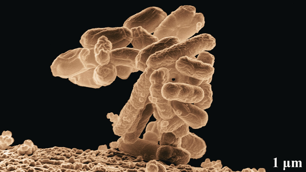 Senescencia, telomeros y mitocondrias